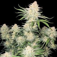FrostBanger Auto