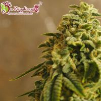 Sherbert Gorilla Feminised Seeds