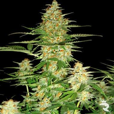 60 Day Wonder Feminized Cannabis Seeds