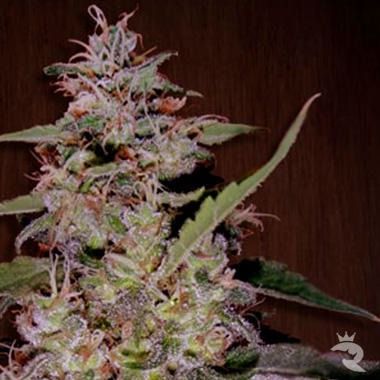 Ace Seeds China Yunnan Feminized