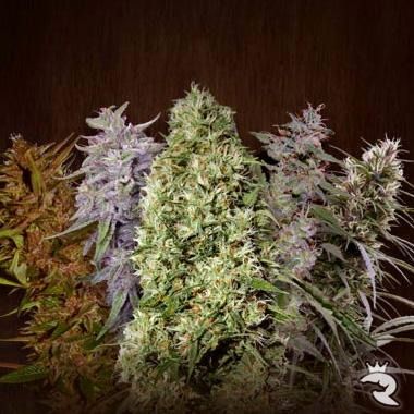 Ace Seeds Feminized Mix