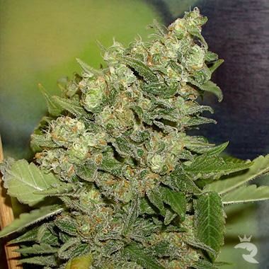 Armageddon Feminized