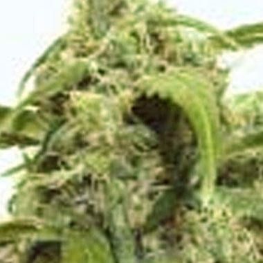 Auto Assassin Feminized