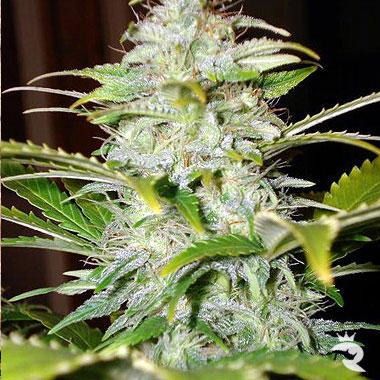 Automatic Hindu Kush Seeds