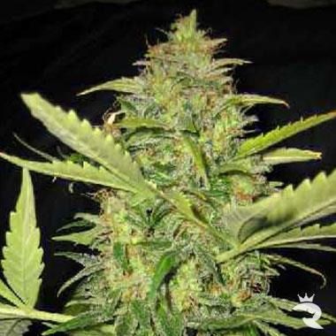 Automatic Lemon Skunk Seeds