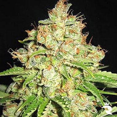 Automatic White Russian Seeds