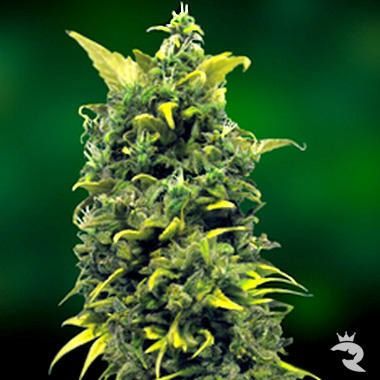 Barneys Farm Blue Cheese Seeds