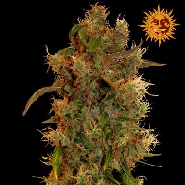 8 Ball kush