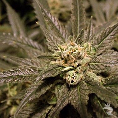 Big Buddha Cheesus Feminized Seeds