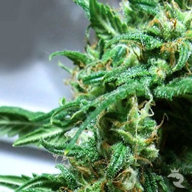 Big Buddha Kali Feminized Seeds