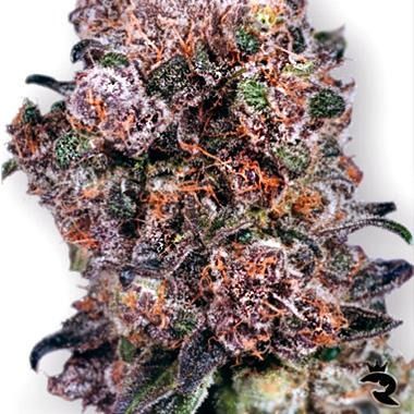 Blueberry Feminized