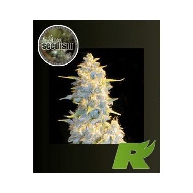 BLZBud Feminized