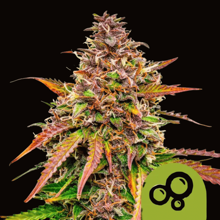 Bubble Kush Auto