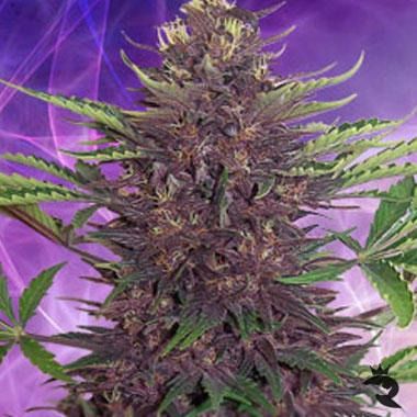 Buddha Seeds Purple Kush