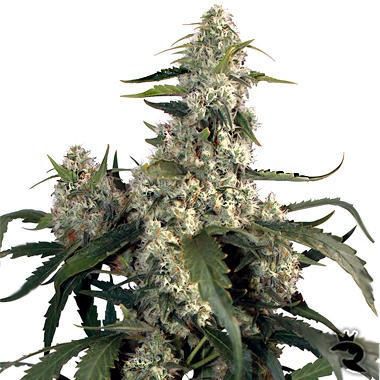 Buddha Seeds Quasar Feminised