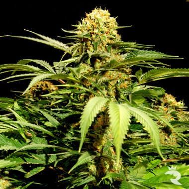 Bulldog Seeds Bullshark Feminized