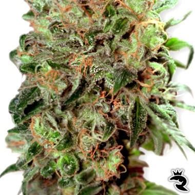 California Orange Feminized