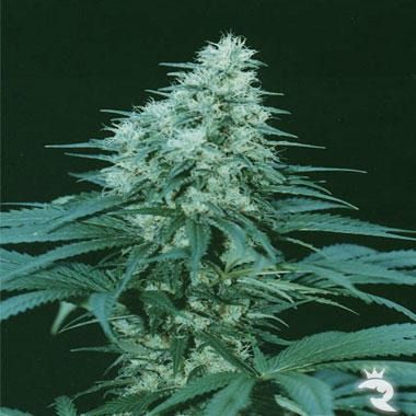 Cannabiogen Seeds Caribe