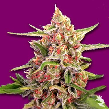 Cherry Bomb Feminized