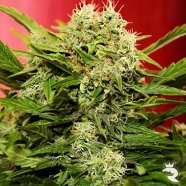 Chronic Ryder Autoflowering Feminised Seeds