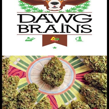 Dawg Brains