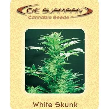 White Skunk