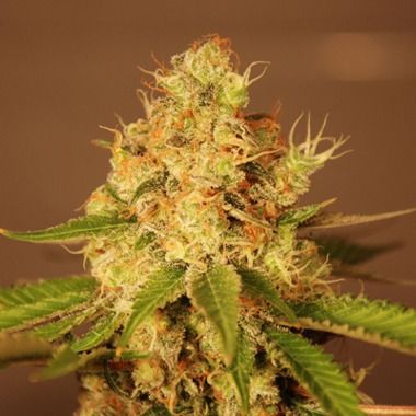 Diesel Auto