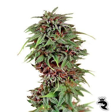 Durban Poison Feminized