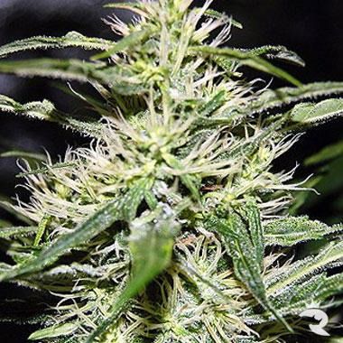 Dutch Quality Seeds Jack Herer Feminised