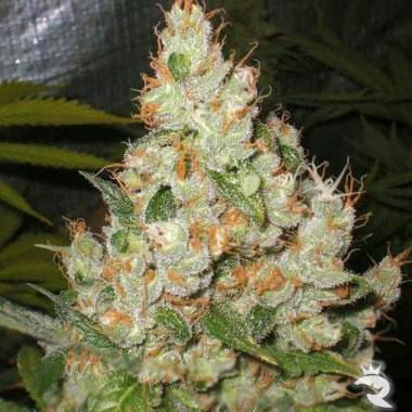 White Widow