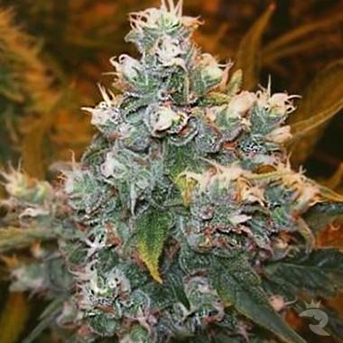 Euforia Feminized