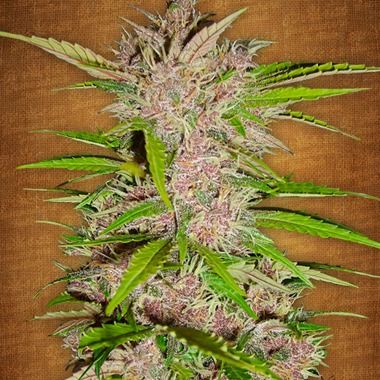 Fastberry Auto