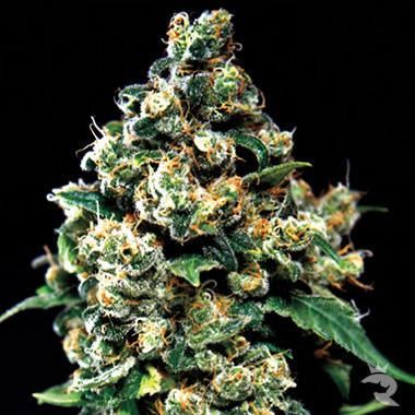 Green House Seeds Jack Herer