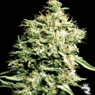 Green House Seeds White Rhino