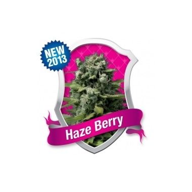 Haze Berry