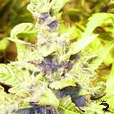 Himalaya Blue Diesel Feminized