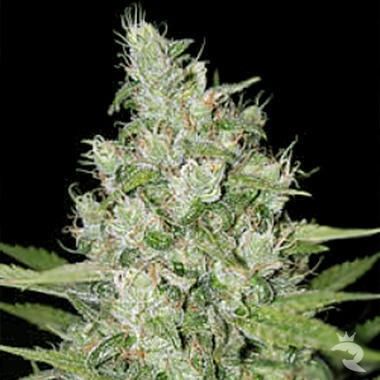 Homegrown FantaSeeds Early Girl Regular