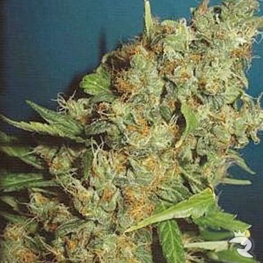 White Widow Feminized