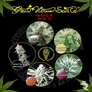 Indica Mix H