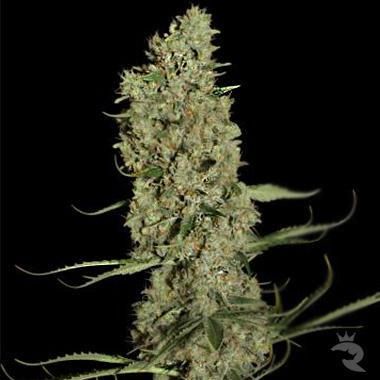 Jorge’s Diamonds #1 Feminized