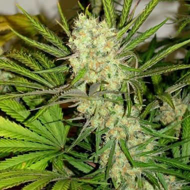 King Gelato Feminized Cannabis Seeds