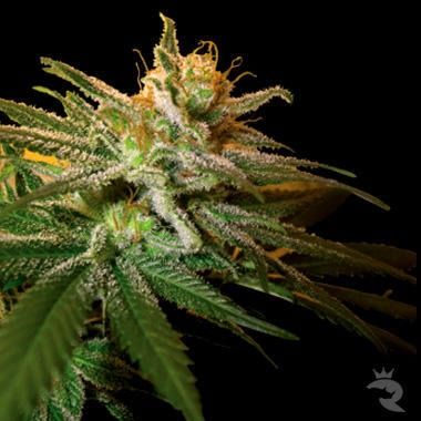 Kushberry Feminized