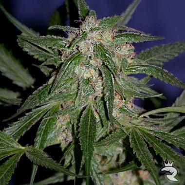 LA Cannalope Feminized