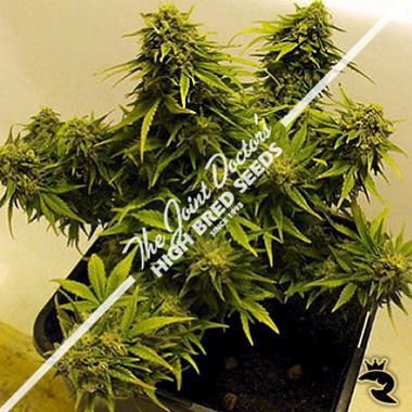 Lowryder Mix Autoflowering Feminised Seeds