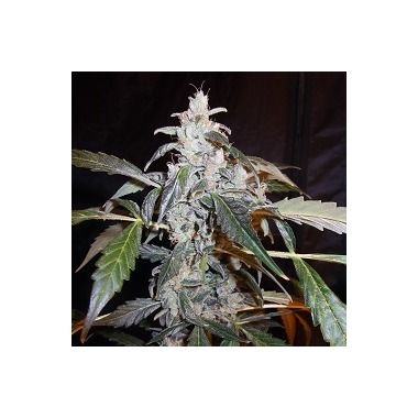 Naranja Diesel Auto