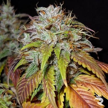 Nirvana Seeds Swiss Cheese Feminised