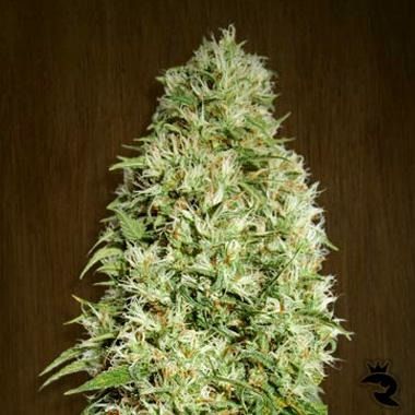 Orient Express Feminized