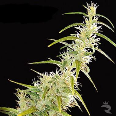 Original Haze