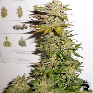 Ortega Indica Feminized