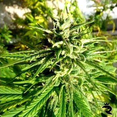 Pamir Gold Feminized